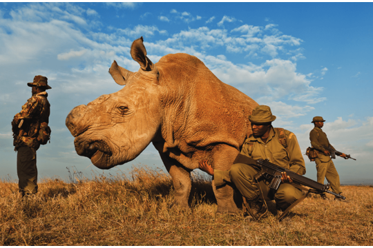 Brent Stirton: Ratovi nosoroga